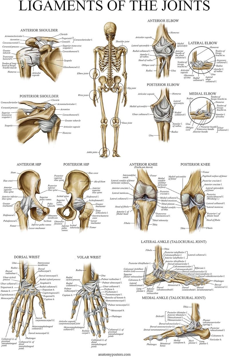 Palace Learning 4 Pack - Anatomical Poster Set - Laminated - Muscular, Skeletal, Ligaments of the Joints, Anatomy of the Spine - Anatomy Chart Set (LAMINATED, 18” x 24”) - Image 4